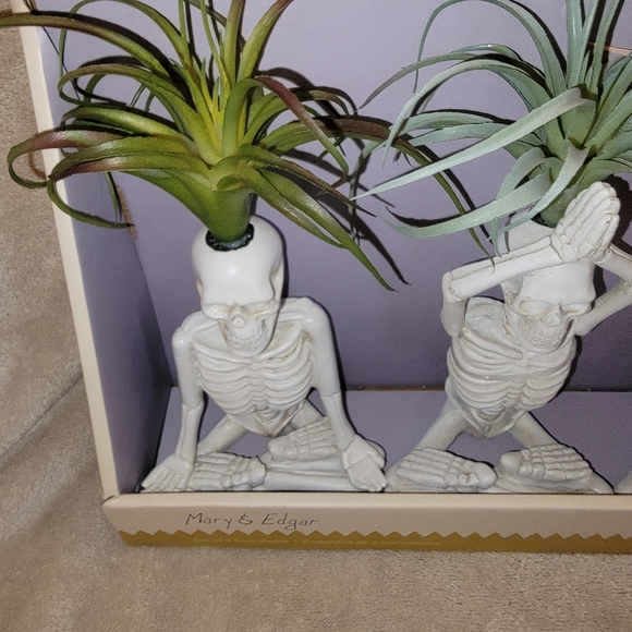 Yoga Skeleton Air Plant trio - Picture 3 of 3